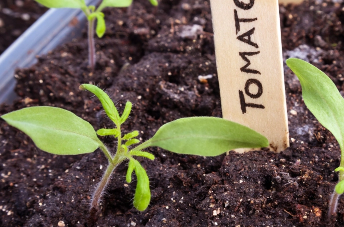 tomato seedling care