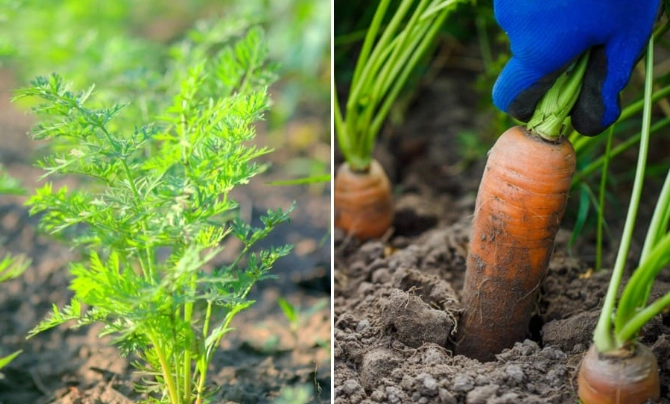 how to grow carrots how to grow carrots