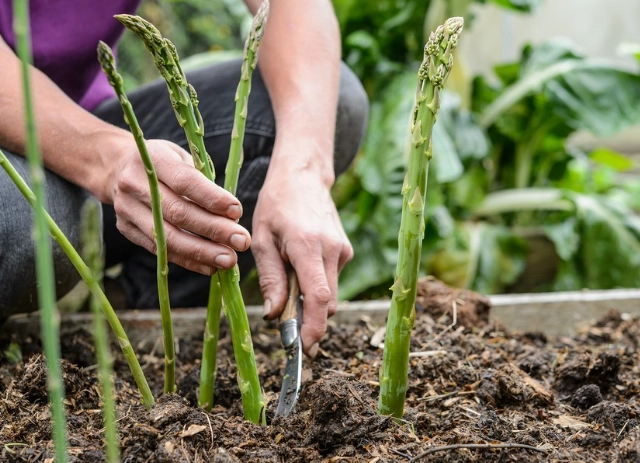 asparagus planting time