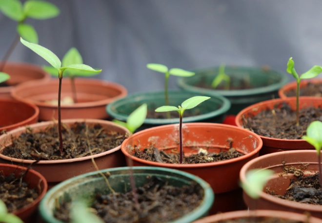 plant propagation methods plant propagation methods