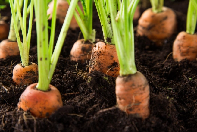 how to grow carrots how to grow carrots