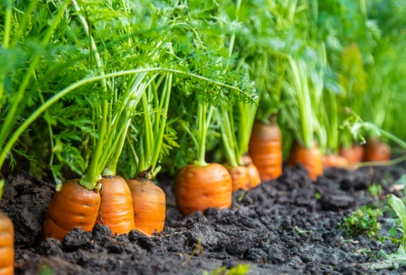planting carrot seeds planting carrot seeds