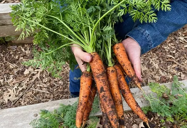 planting carrot seeds planting carrot seeds