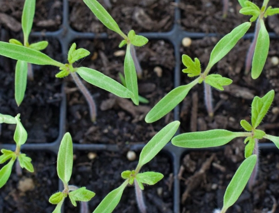 when to transplant tomato seedlings