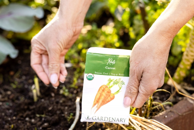 growing carrots from seed growing carrots from seed