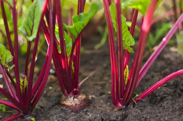 growing beetroot from seed