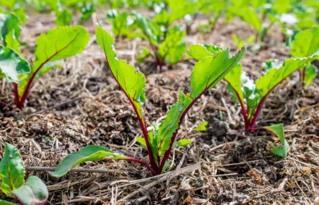 how to grow beetroot