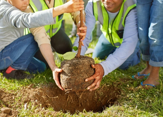 tree planting mistakes
