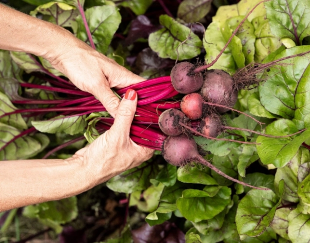 how to grow beetroot