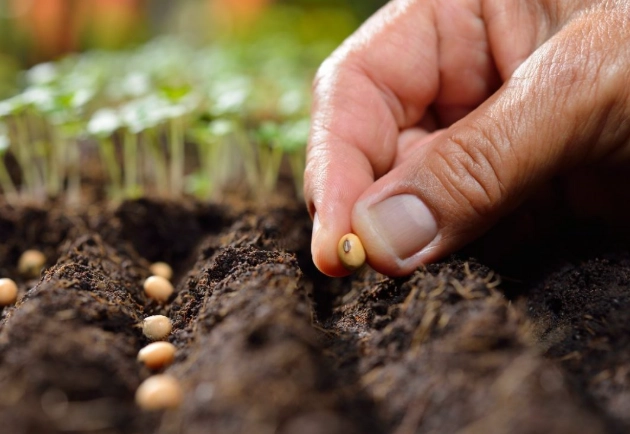 how to plant seeds correctly