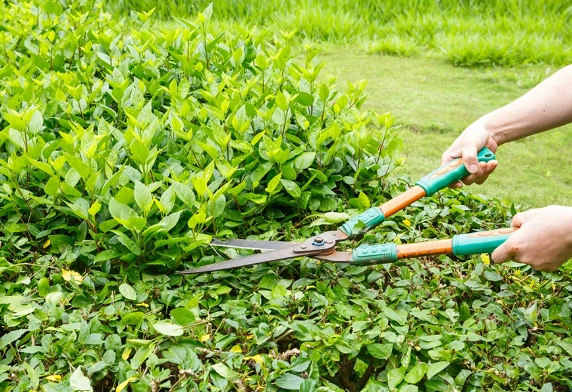 plant pruning techniques