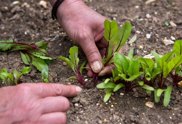 beetroot planting guide