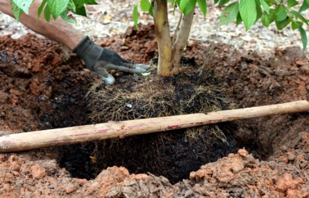 best time to plant a tree