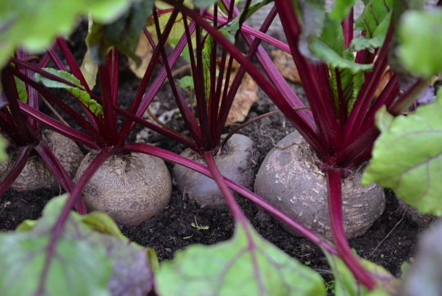 beetroot planting guide