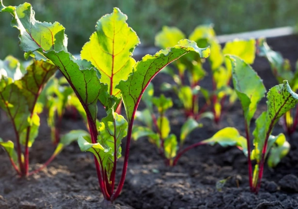 growing beetroot from seed
