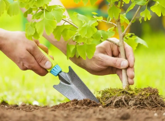 tree planting steps