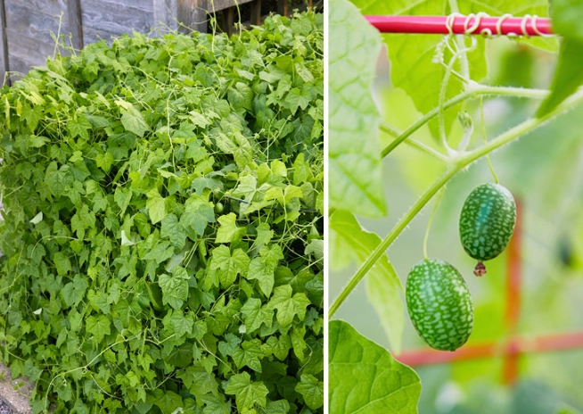 cucumber plant family