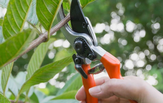 plant pruning techniques