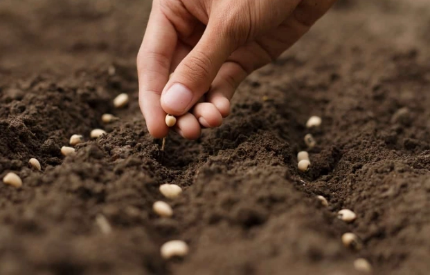 gardening tips for beginners