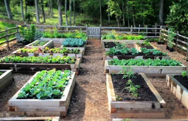 best soil for raised beds