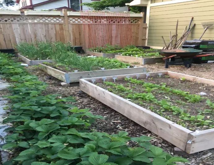raised bed soil