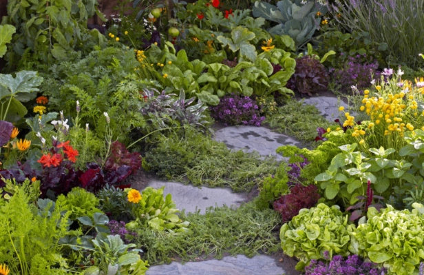 growing food in your yard