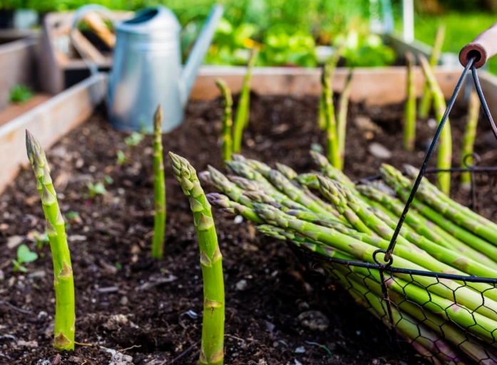 asparagus planting guide