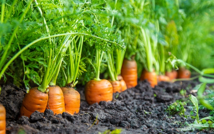 how long to grow carrots