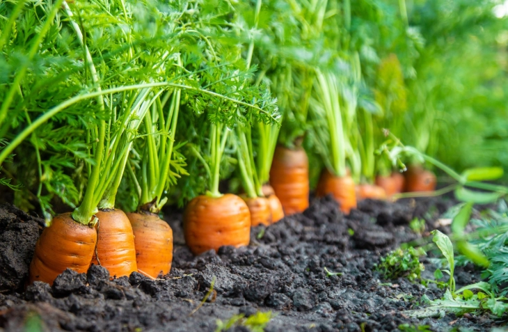 carrot growing season
