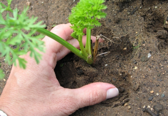 planting carrots