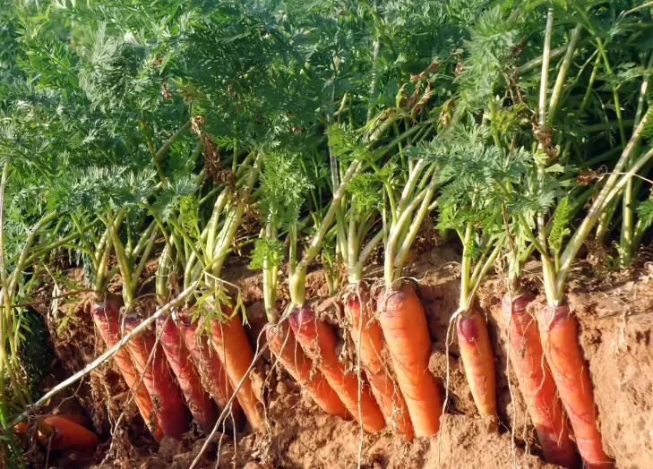best time to plant carrots