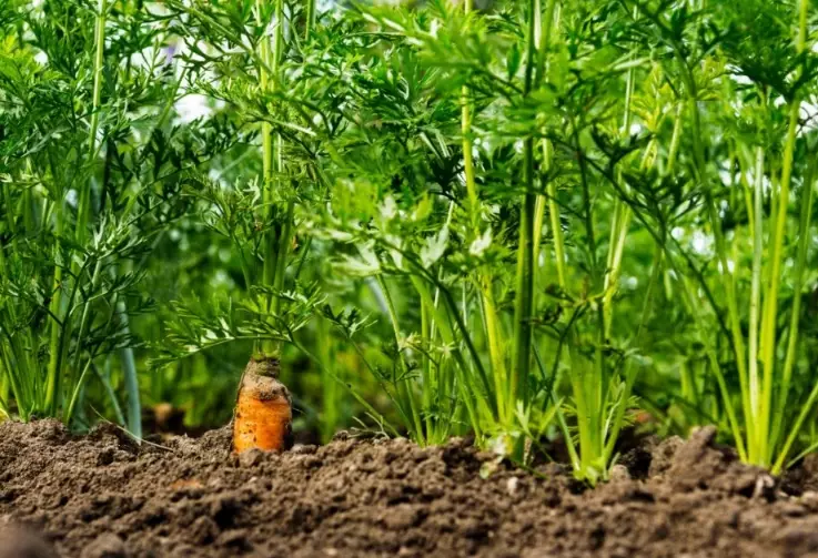 planting carrots