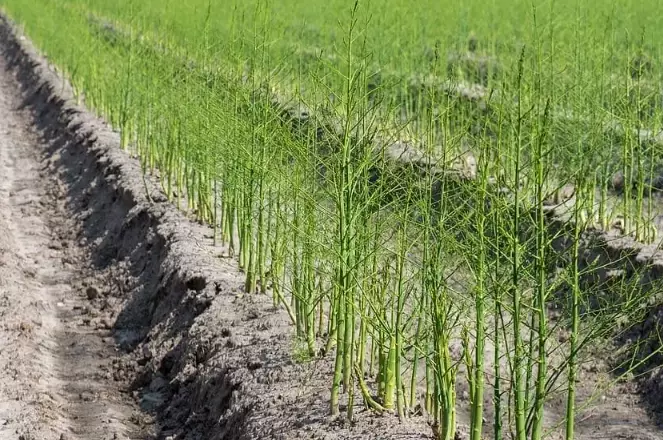 asparagus planting guide