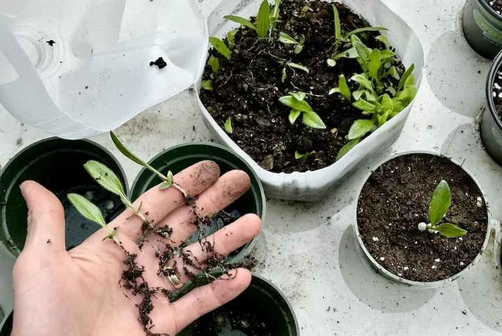 sowing seeds in winter