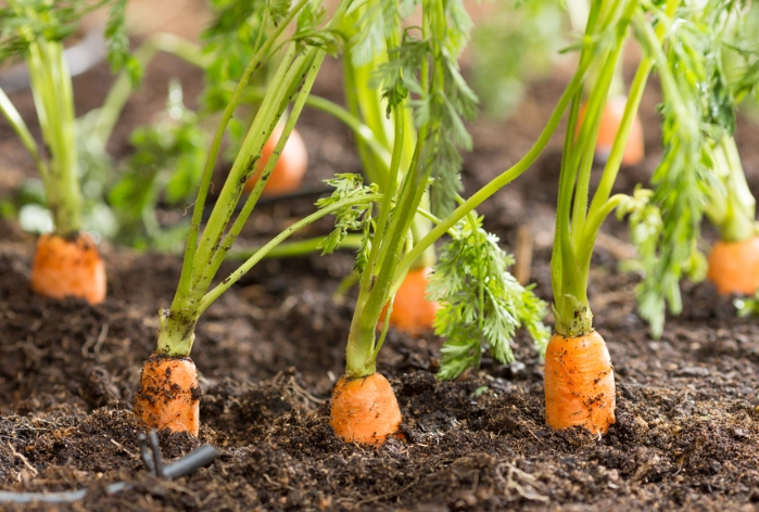 when to plant carrots