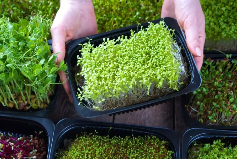 how to grow microgreens