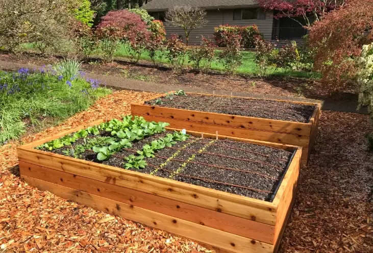 raised garden beds raised garden beds