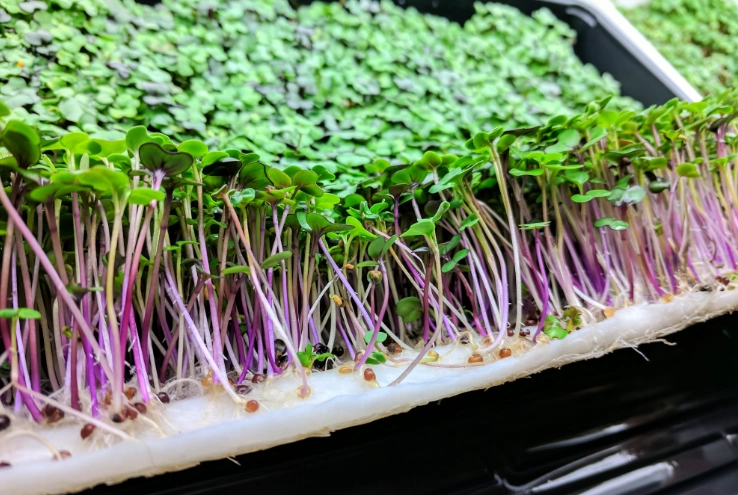 microgreens growing kit