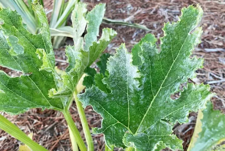 treat white spots on squash leaves