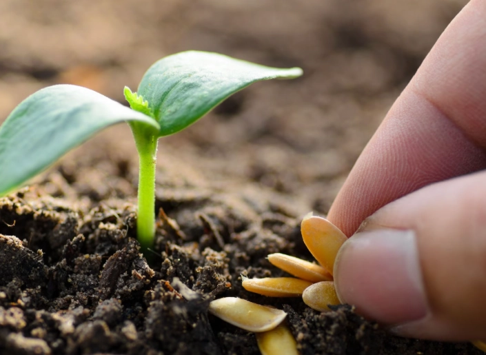 best way to start seeds indoors
