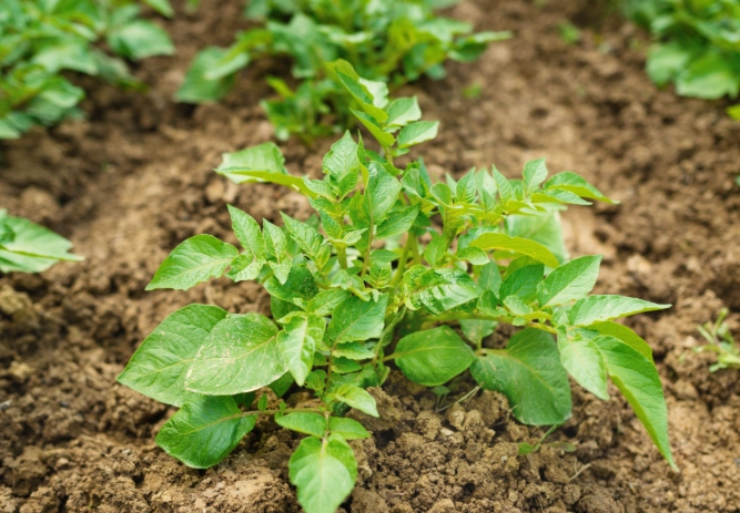 best fertilizer for potatoes best fertilizer for potatoes