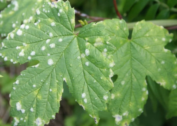 powdery mildew zucchini