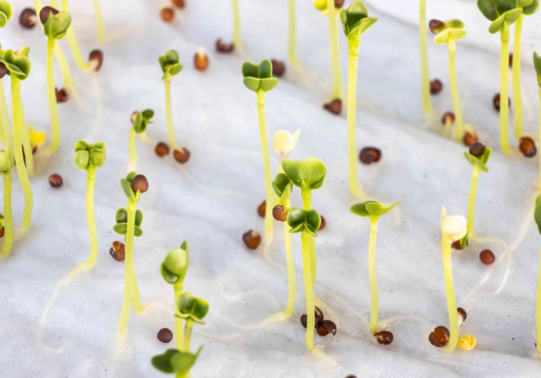 best way to start seeds indoors