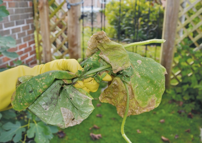 treat white spots on squash leaves