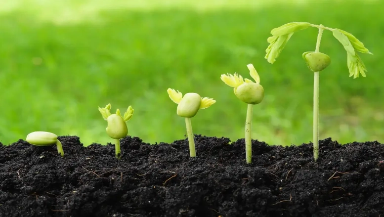 how to germinate seeds
