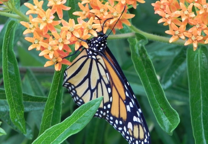 planting milkweed