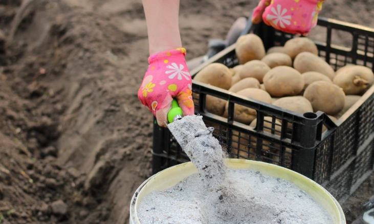when to fertilize potatoes when to fertilize potatoes