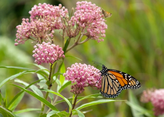 milkweed for monarch butterflies
