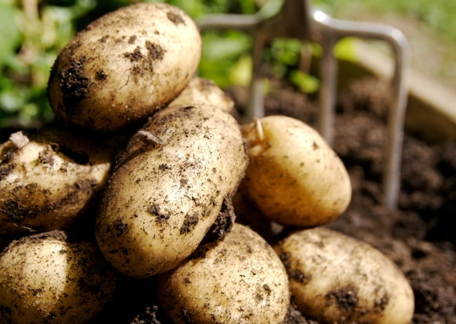 best fertilizer for potatoes best fertilizer for potatoes