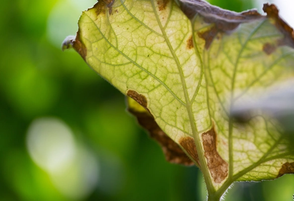 zucchini leaf white spots